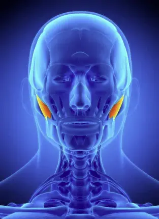 Level 4 Award in Facial Anatomy & Physiology, Jane Bryan Beauty Training, Beauty College